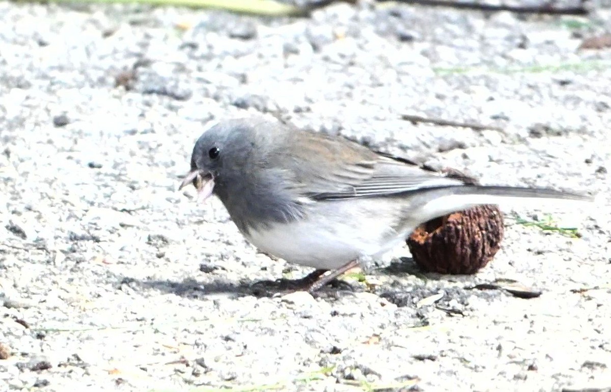 strnadec zimní - ML644278869