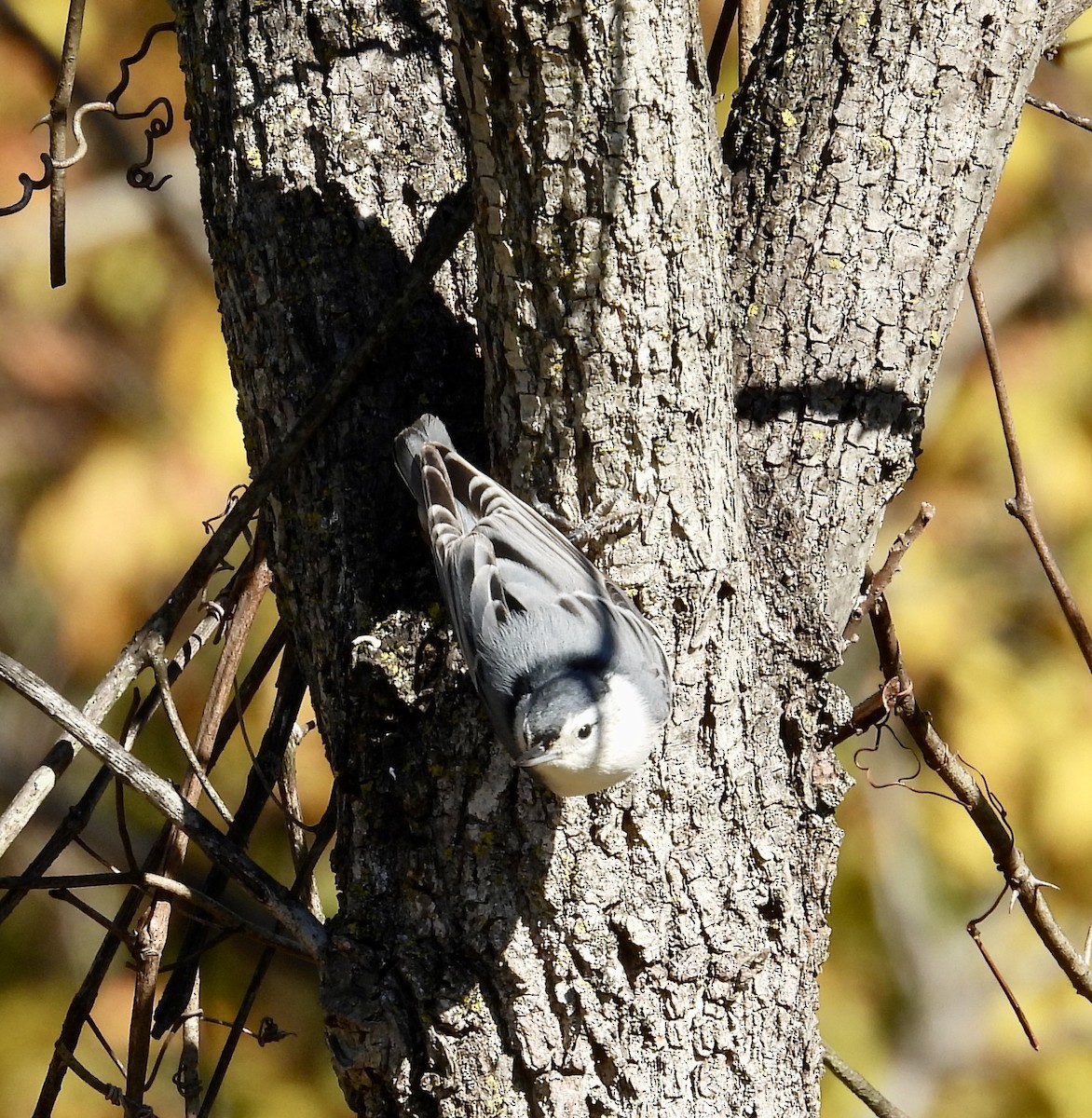 White-breasted Nuthatch - ML644278870