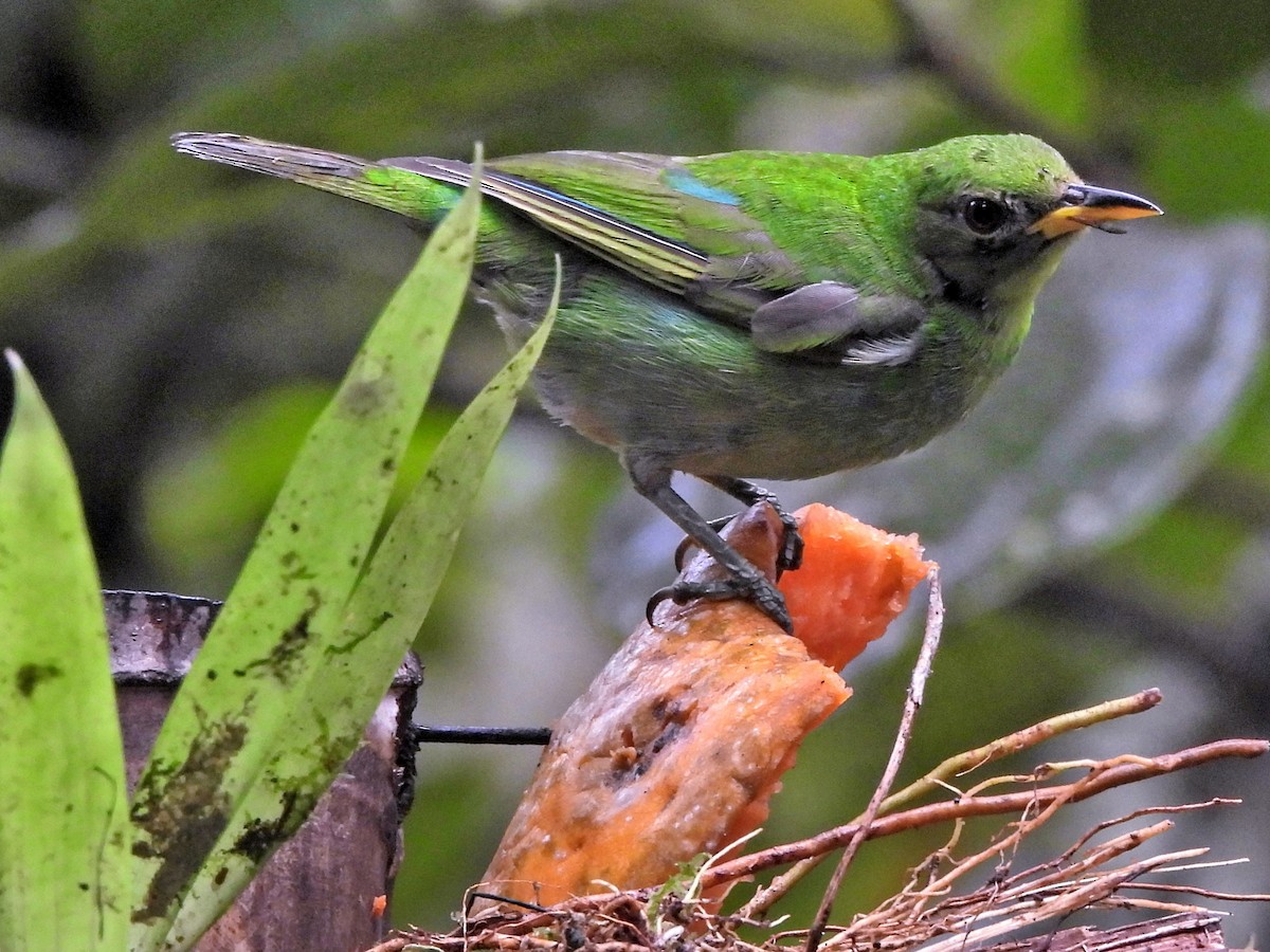 Kappennaschvogel - ML644278871