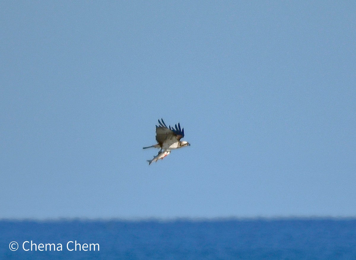 Osprey - ML644278879