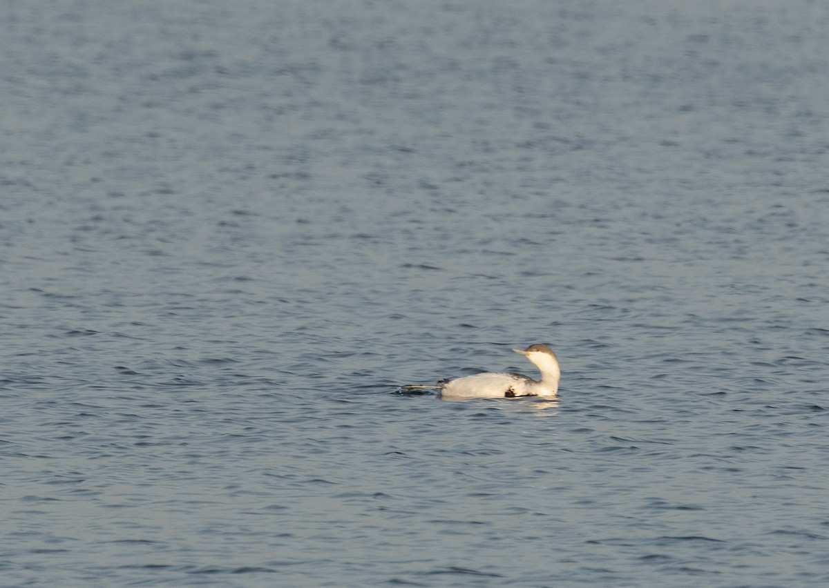 Red-throated Loon - ML644278881