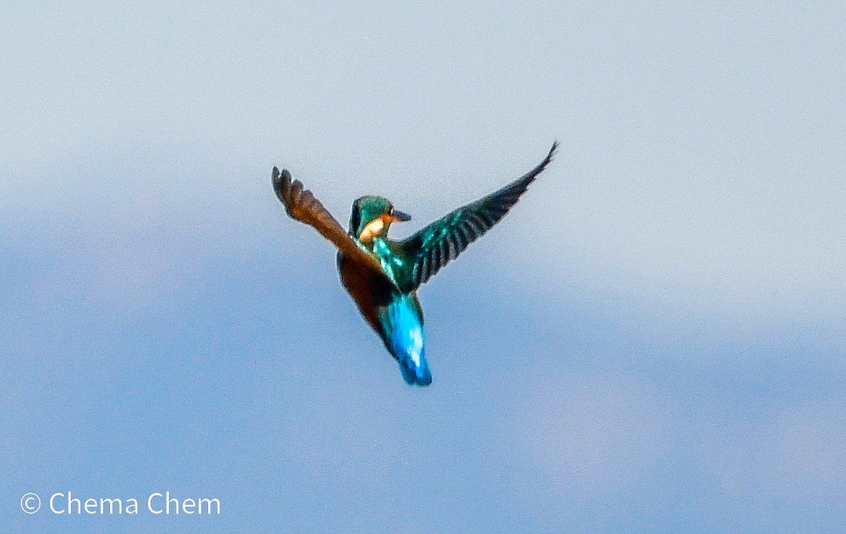 Common Kingfisher - ML644278890