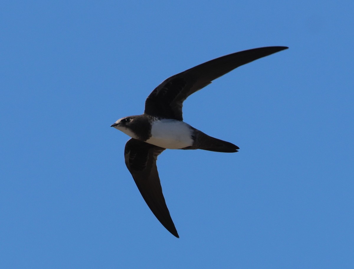 Malkar-sorbeltza - ML644278892