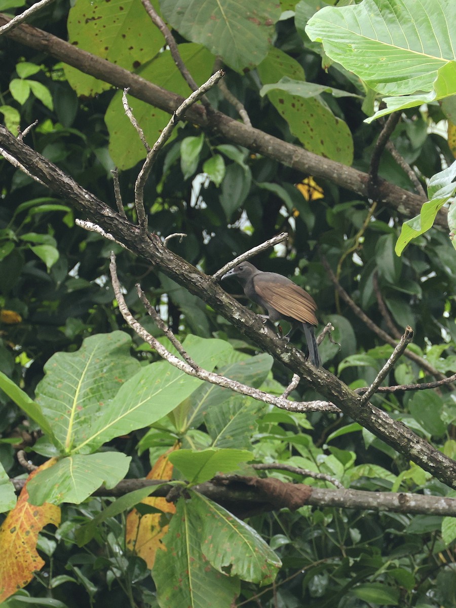 rajka vraní - ML644278893