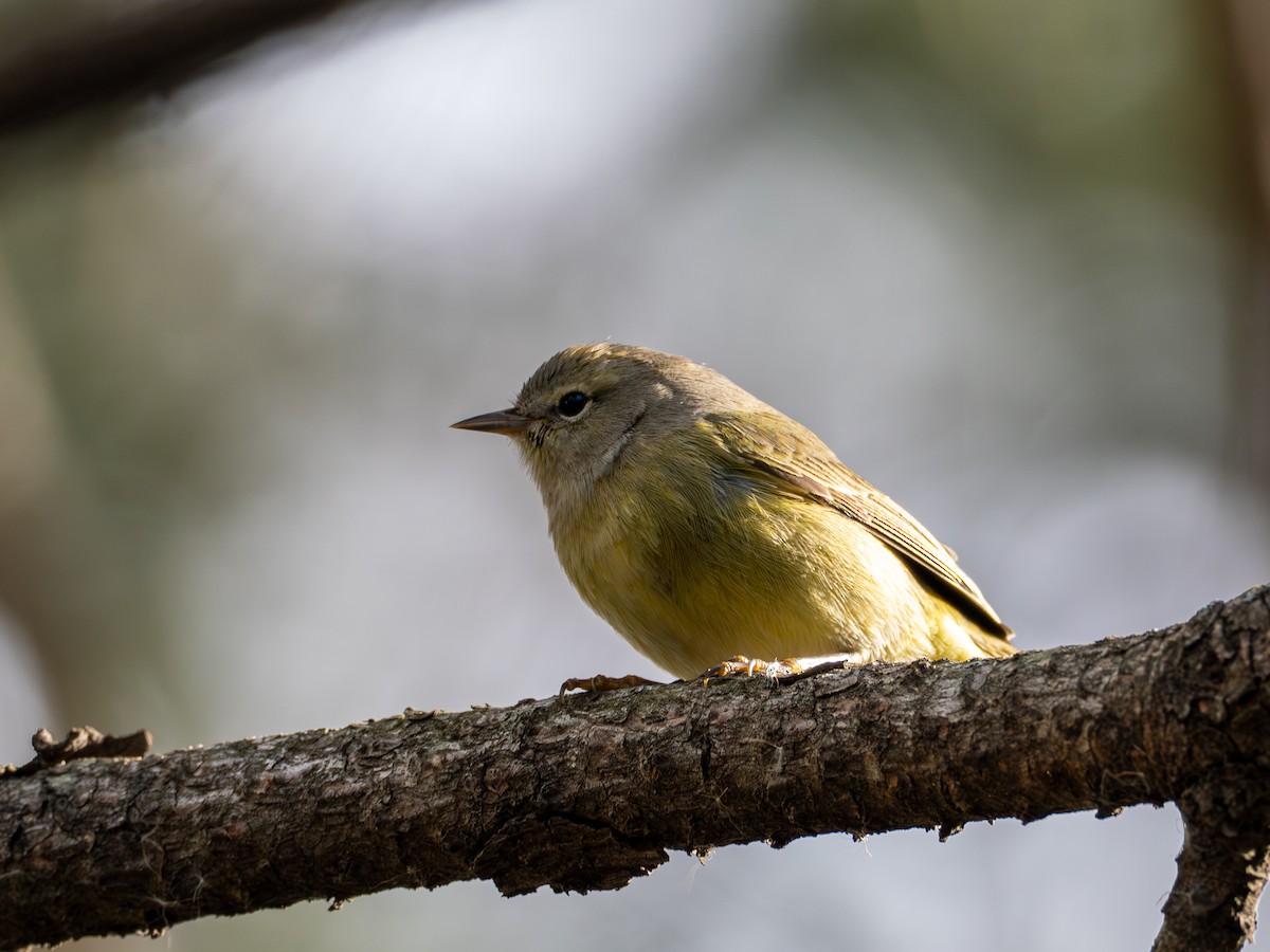 lesňáček hvězdičkový - ML644278894