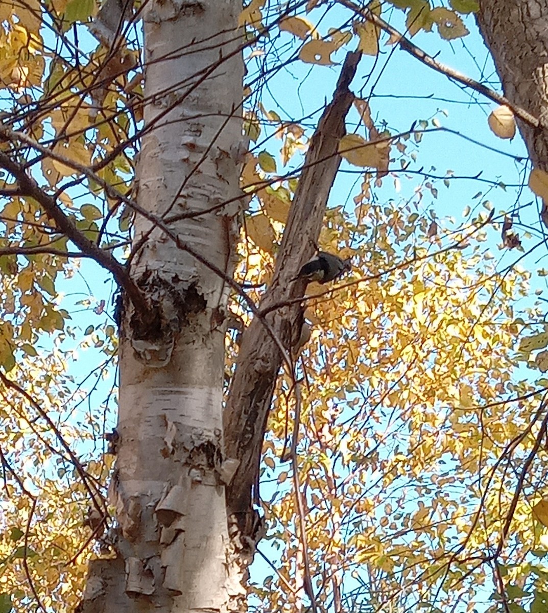 White-breasted Nuthatch - ML644278898