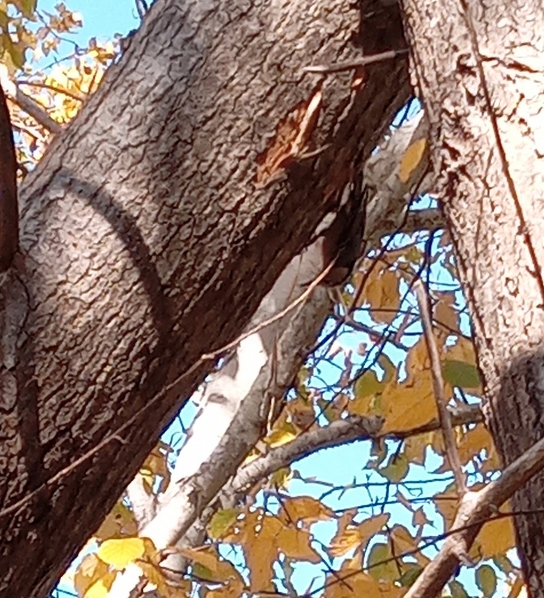 White-breasted Nuthatch - ML644278899