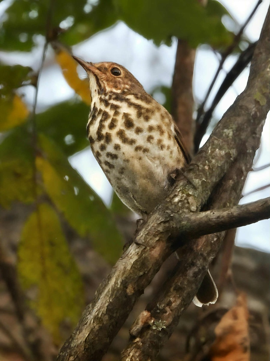 Hermit Thrush - ML644278907