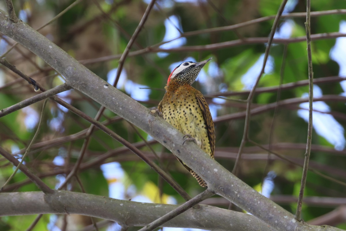 Spot-breasted Woodpecker - ML644278919