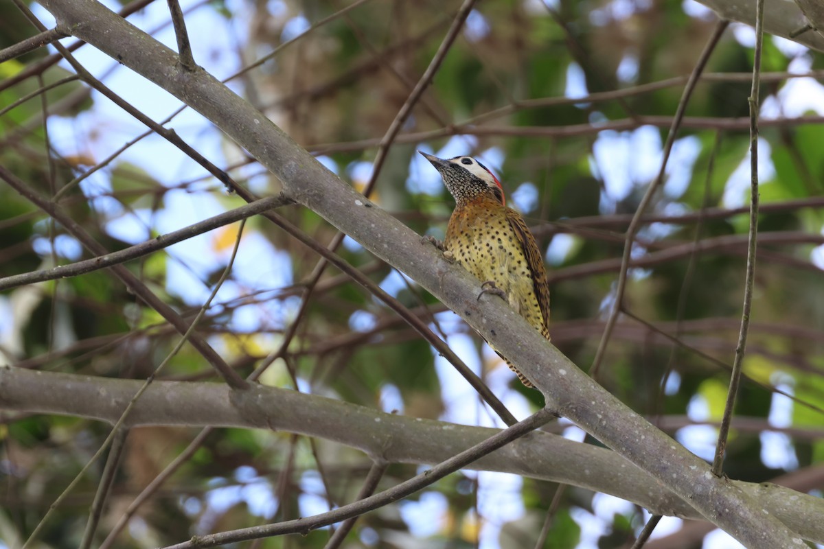 Spot-breasted Woodpecker - ML644278920