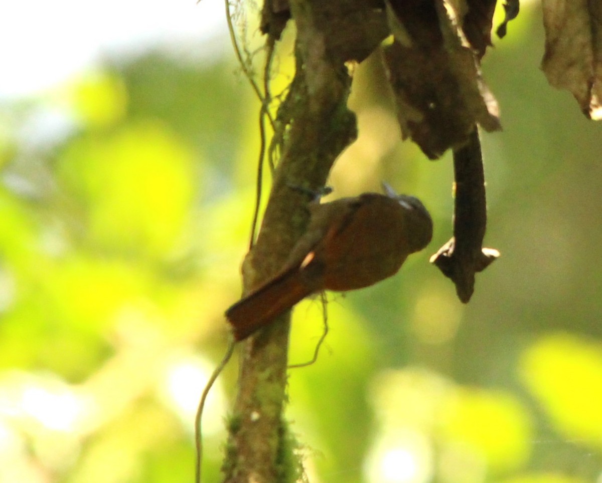 Northern Plain-Xenops - ML644278922