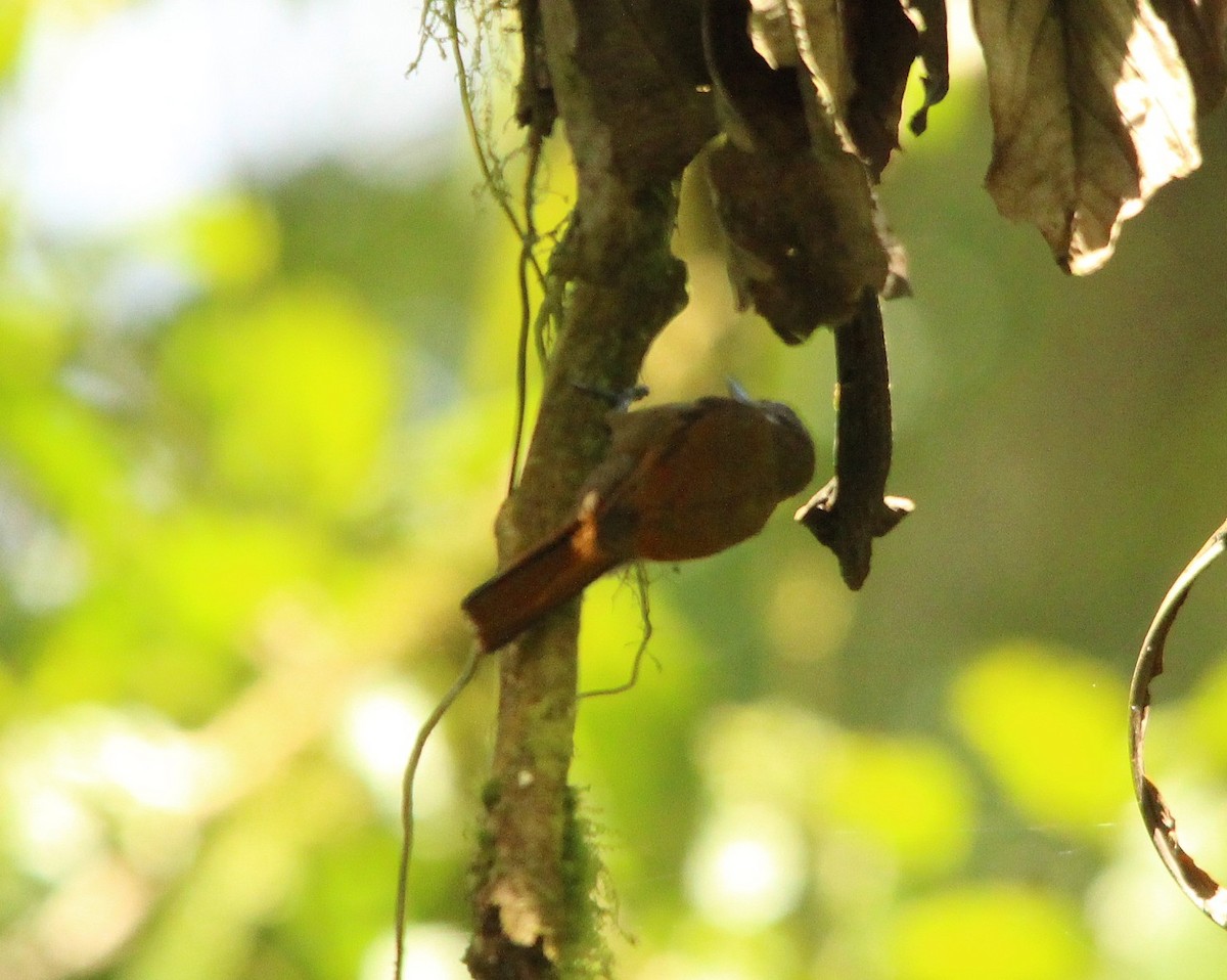 Northern Plain-Xenops - ML644278923