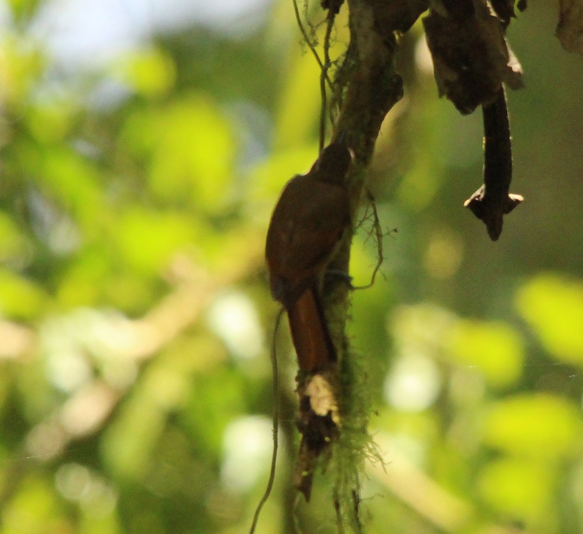 Northern Plain-Xenops - ML644278924