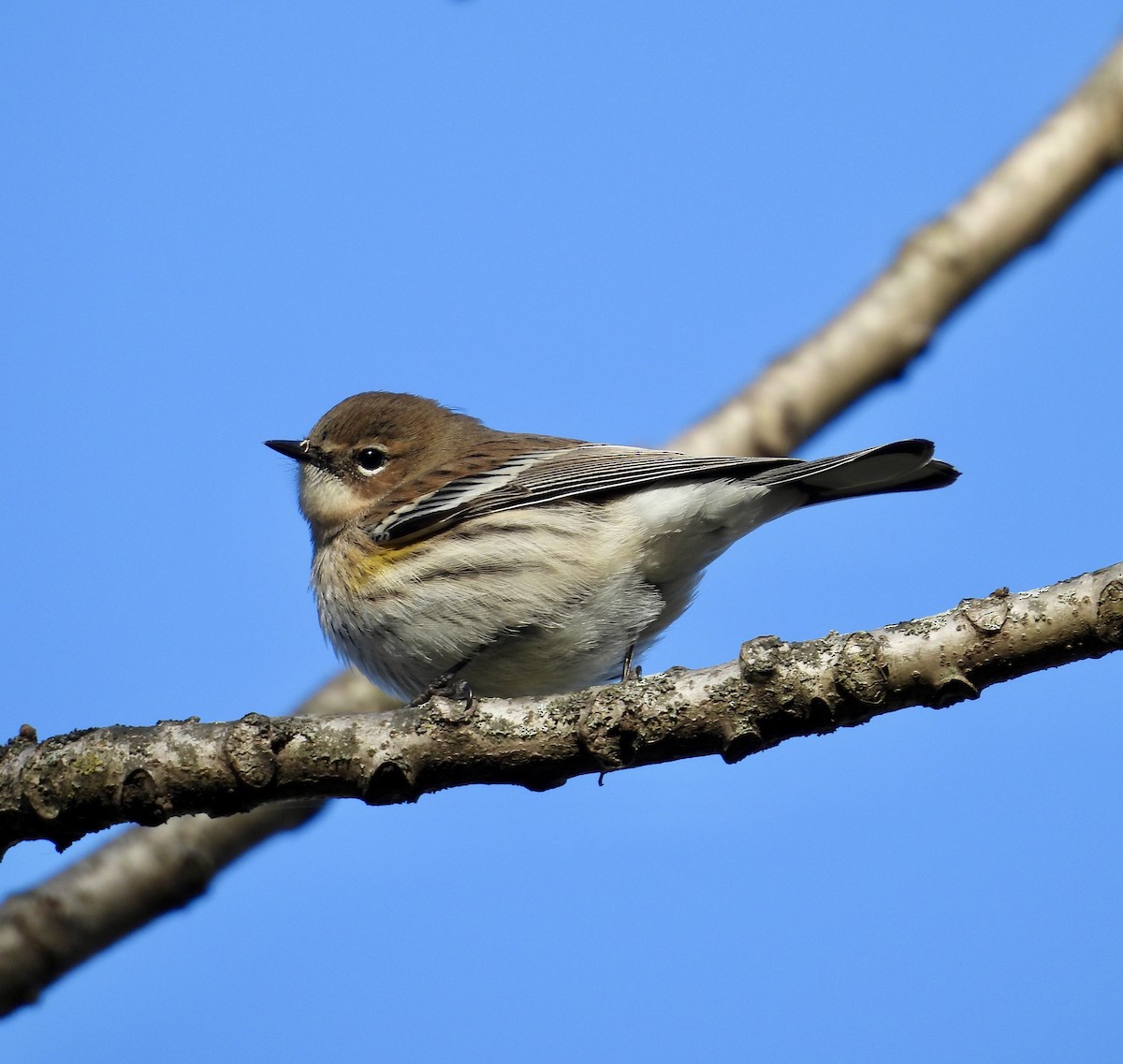 Yellow-rumped Warbler - ML644278925