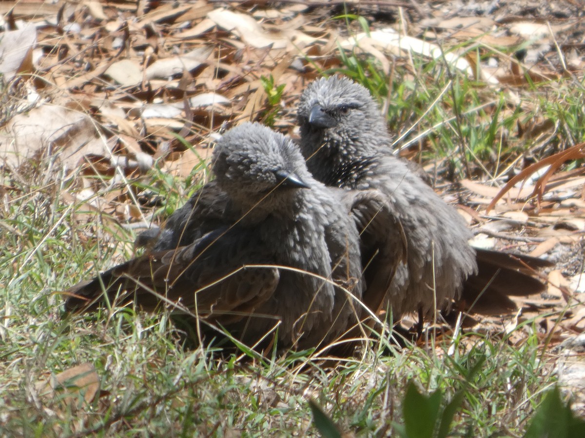 Апостол - ML644278932