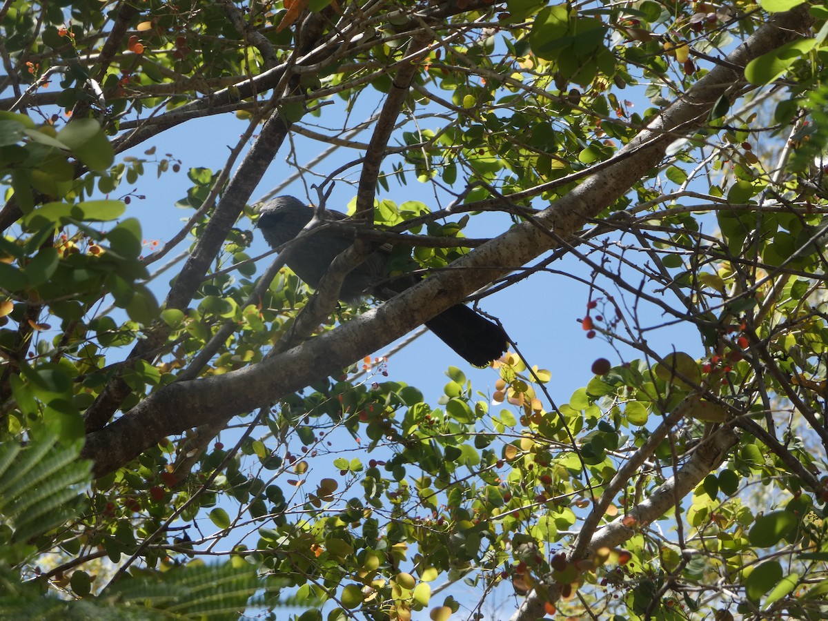 Апостол - ML644278933