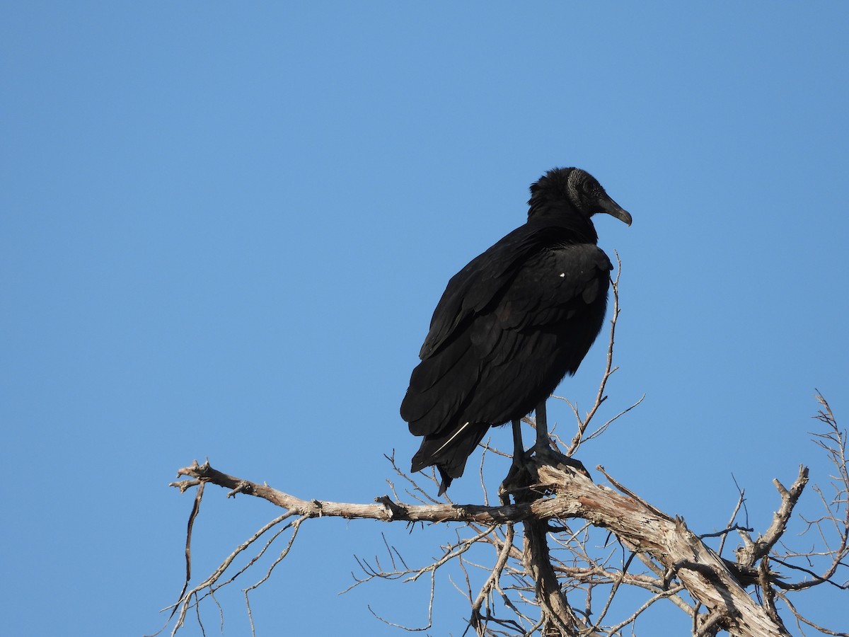 Black Vulture - ML644278934