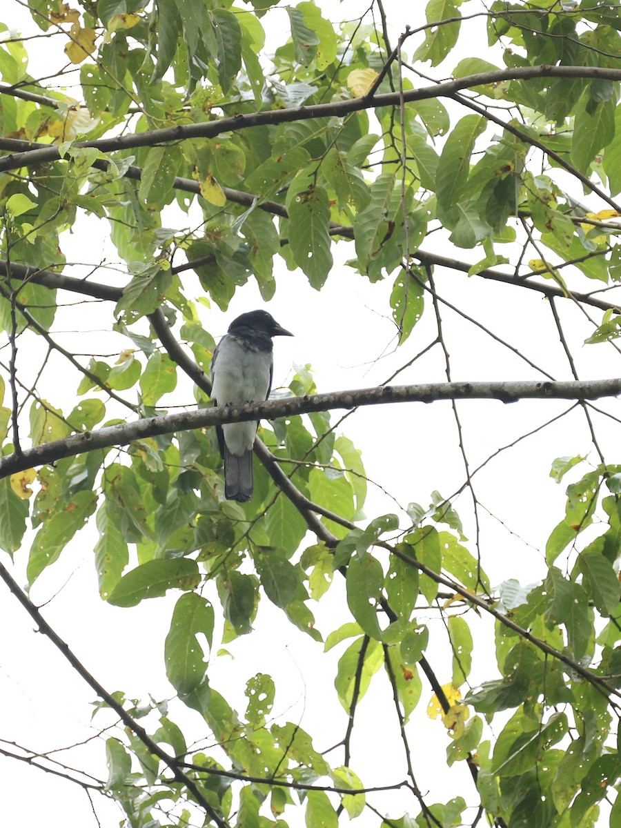 Moluccan Cuckooshrike - ML644278940