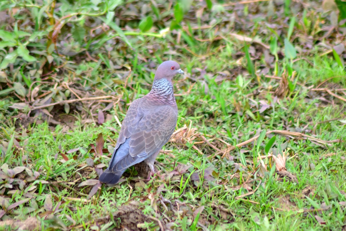 Pikazuro Güvercini - ML644278941