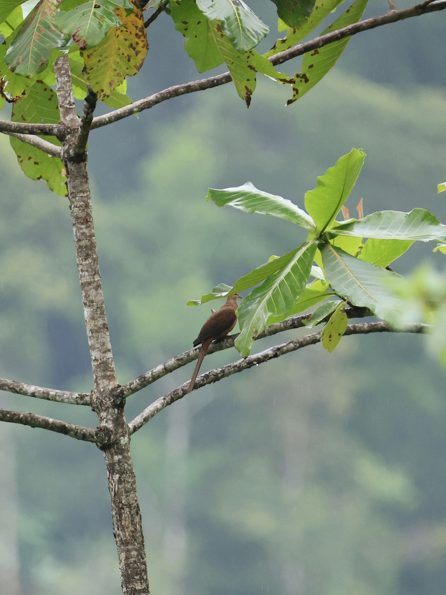スルターンオナガバト - ML644278947