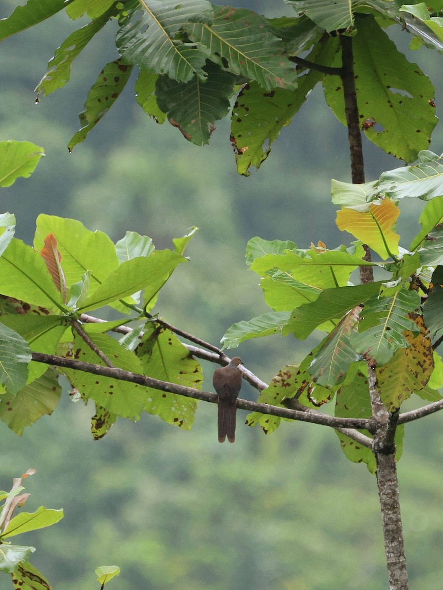 スルターンオナガバト - ML644278948