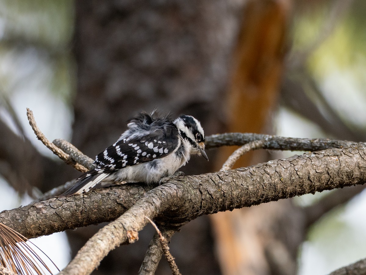strakapoud osikový - ML644278953