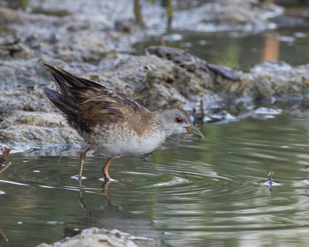 Little Crake - ML644278957