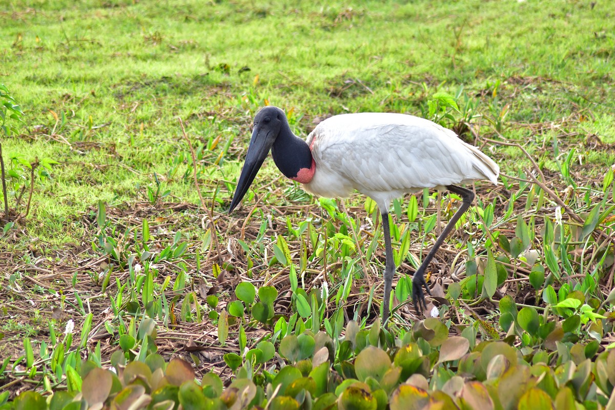 Jabiru - ML644278961
