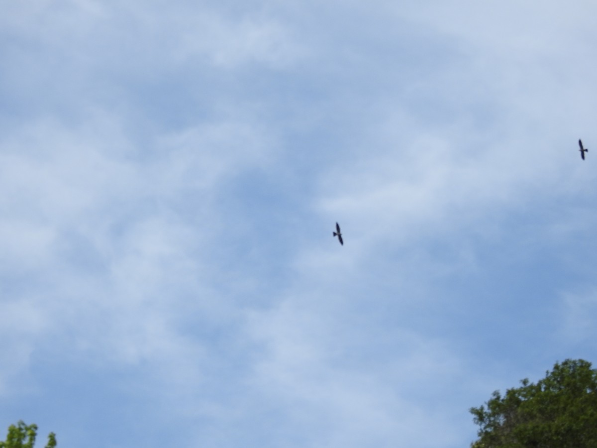 Mississippi Kite - ML644278962