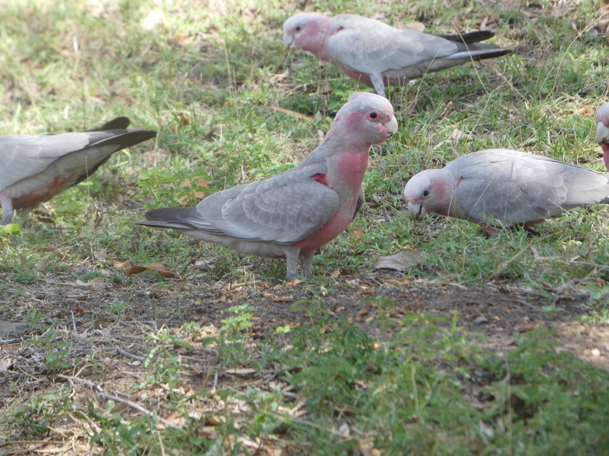 Какаду рожевий - ML644278983