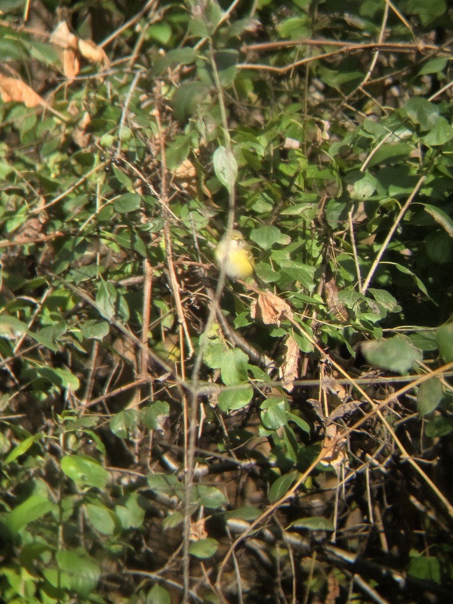 White-eyed Vireo - ML644278987