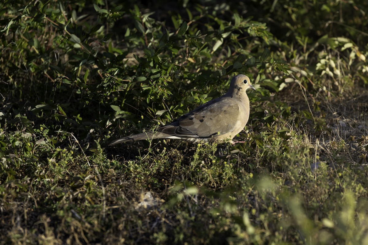 Mourning Dove - ML644279007