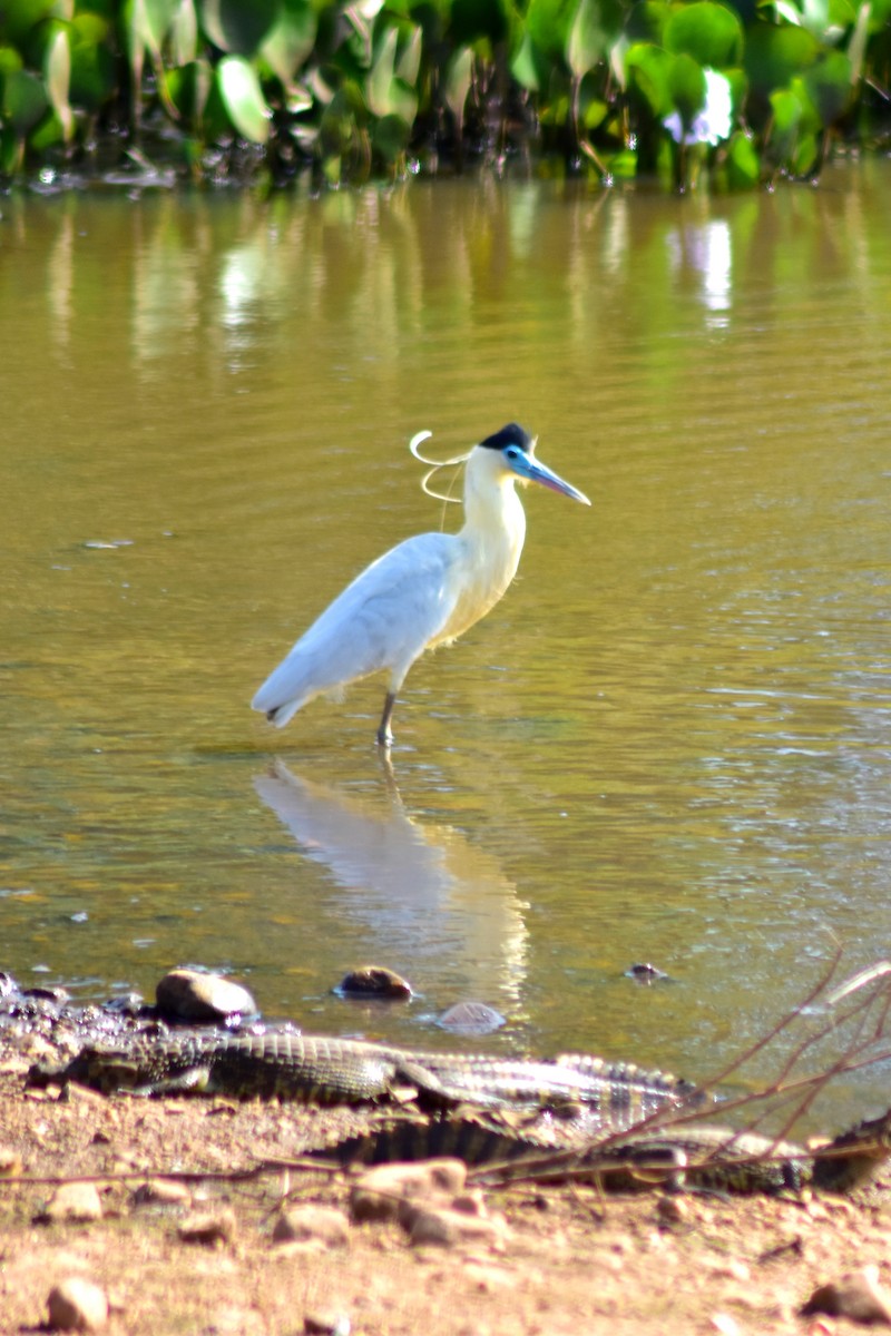 Capped Heron - ML644279008