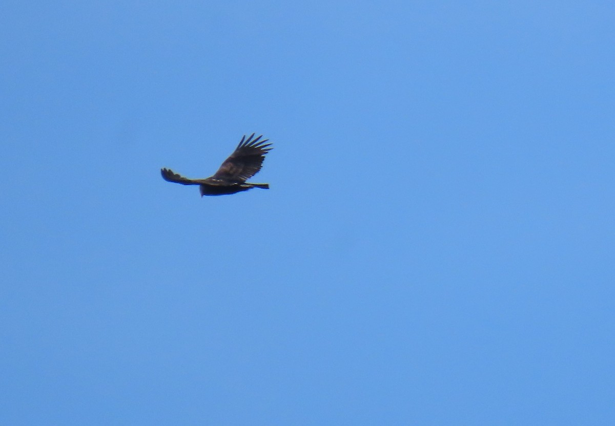 עיטם לבן-ראש - ML644279011