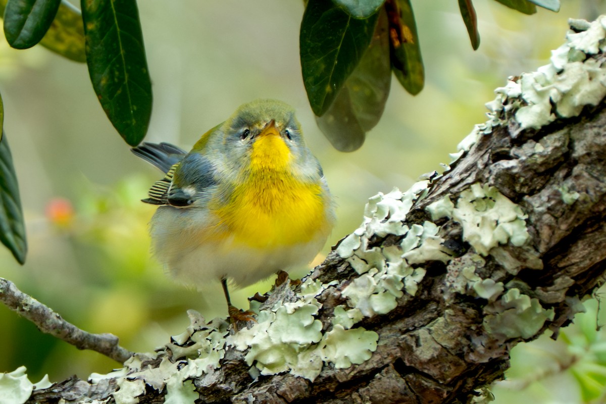 Очковая древесница - ML644279013
