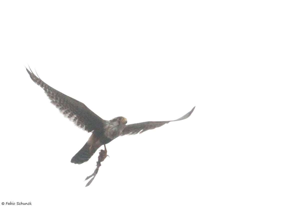 Aplomado Falcon - ML644279015