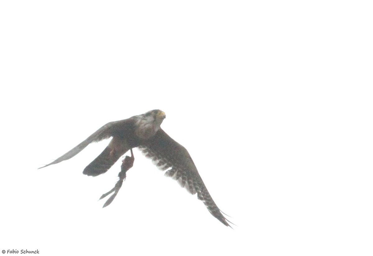 Belatz galtzaduna - ML644279016