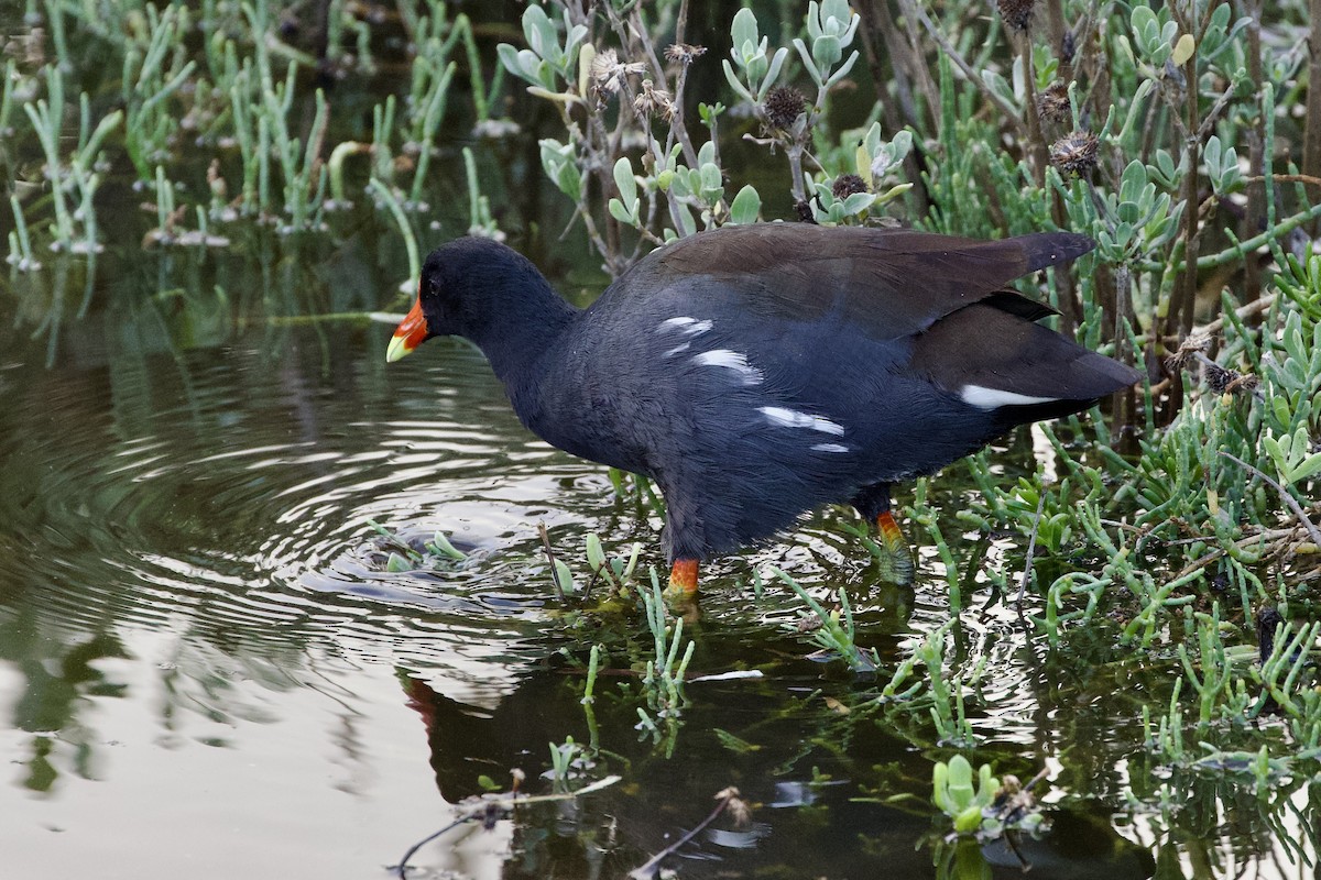 Common Gallinule - ML644279024