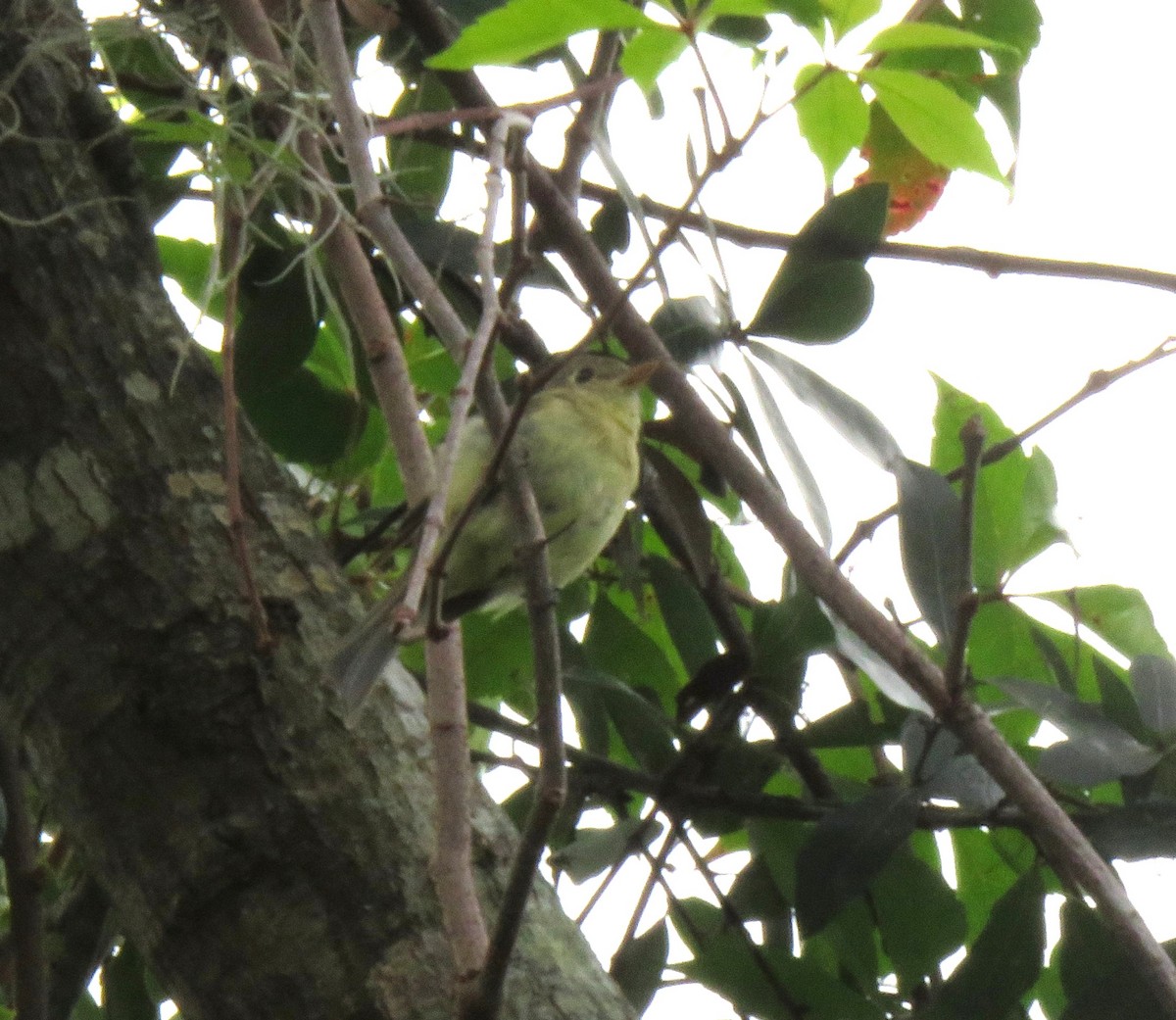 Western Flycatcher (Pacific-slope) - ML644279032