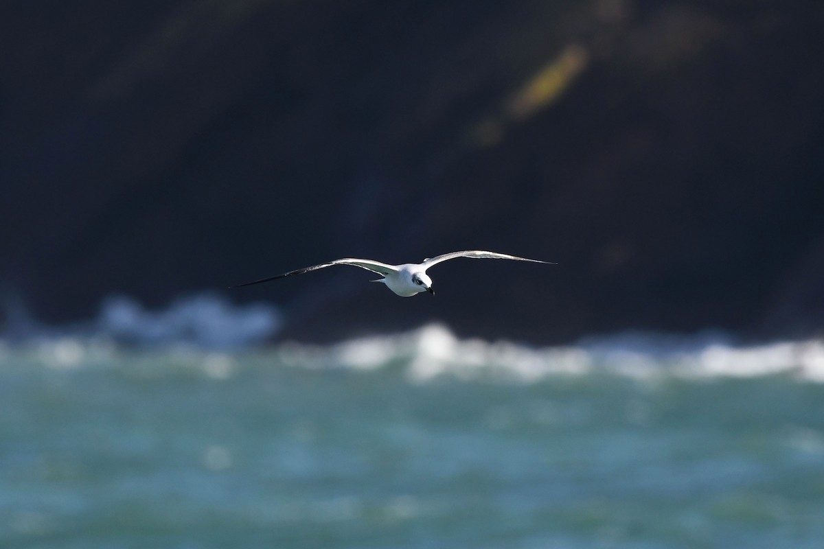 Mediterranean Gull - ML644279037