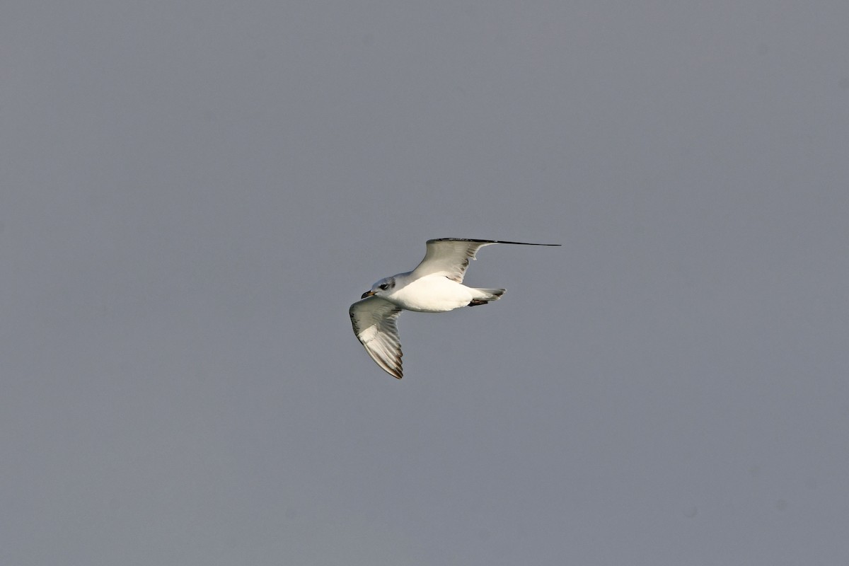 Mediterranean Gull - ML644279038