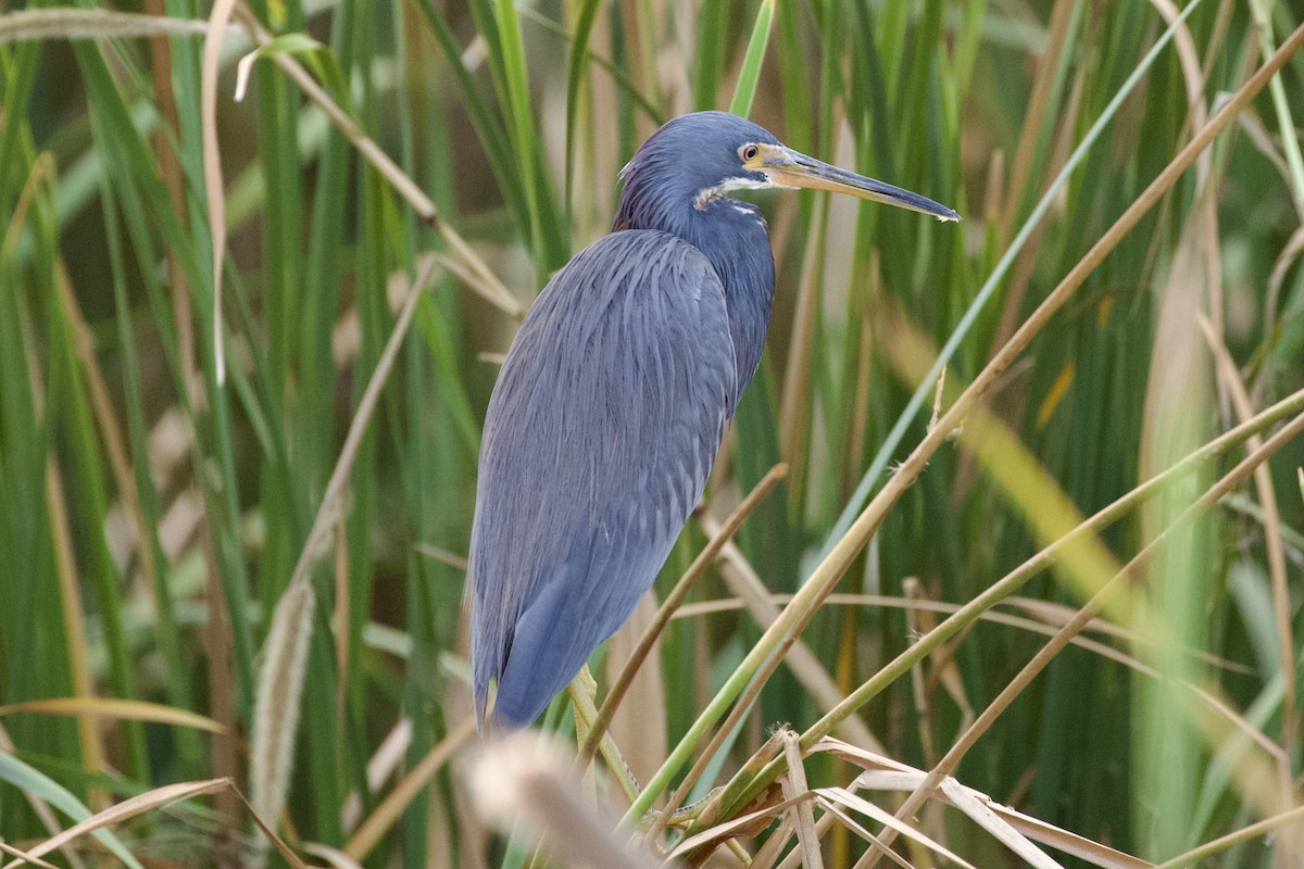 Tricolored Heron - ML644279040
