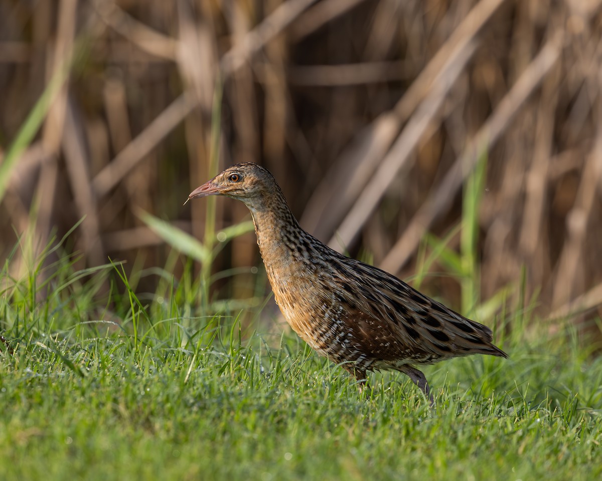 åkerrikse - ML644279042