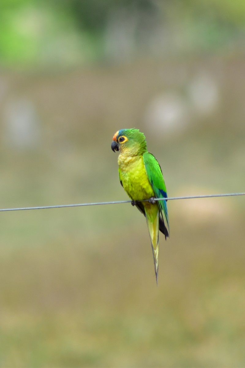 Peach-fronted Parakeet - ML644279045