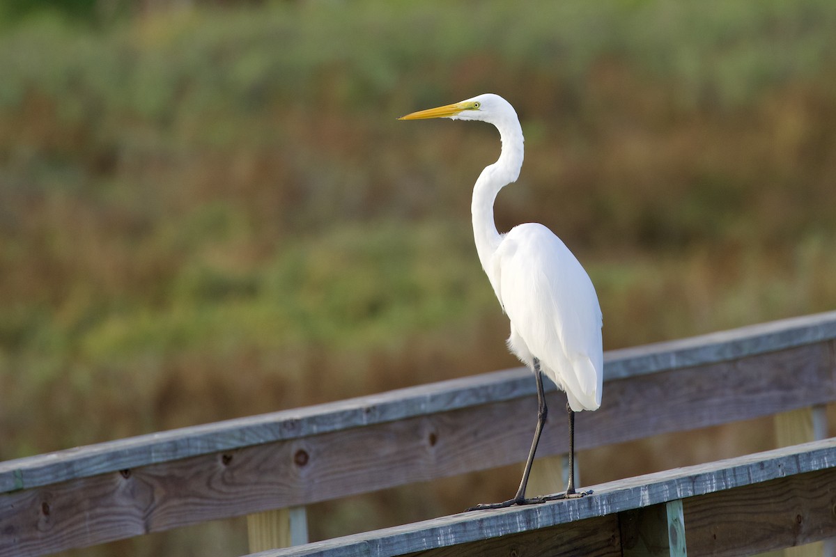 大白鷺 - ML644279046