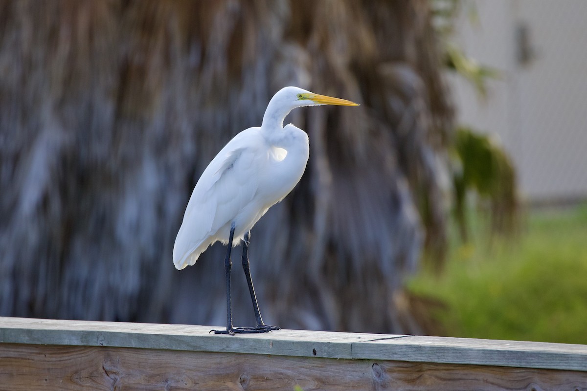 大白鷺 - ML644279047