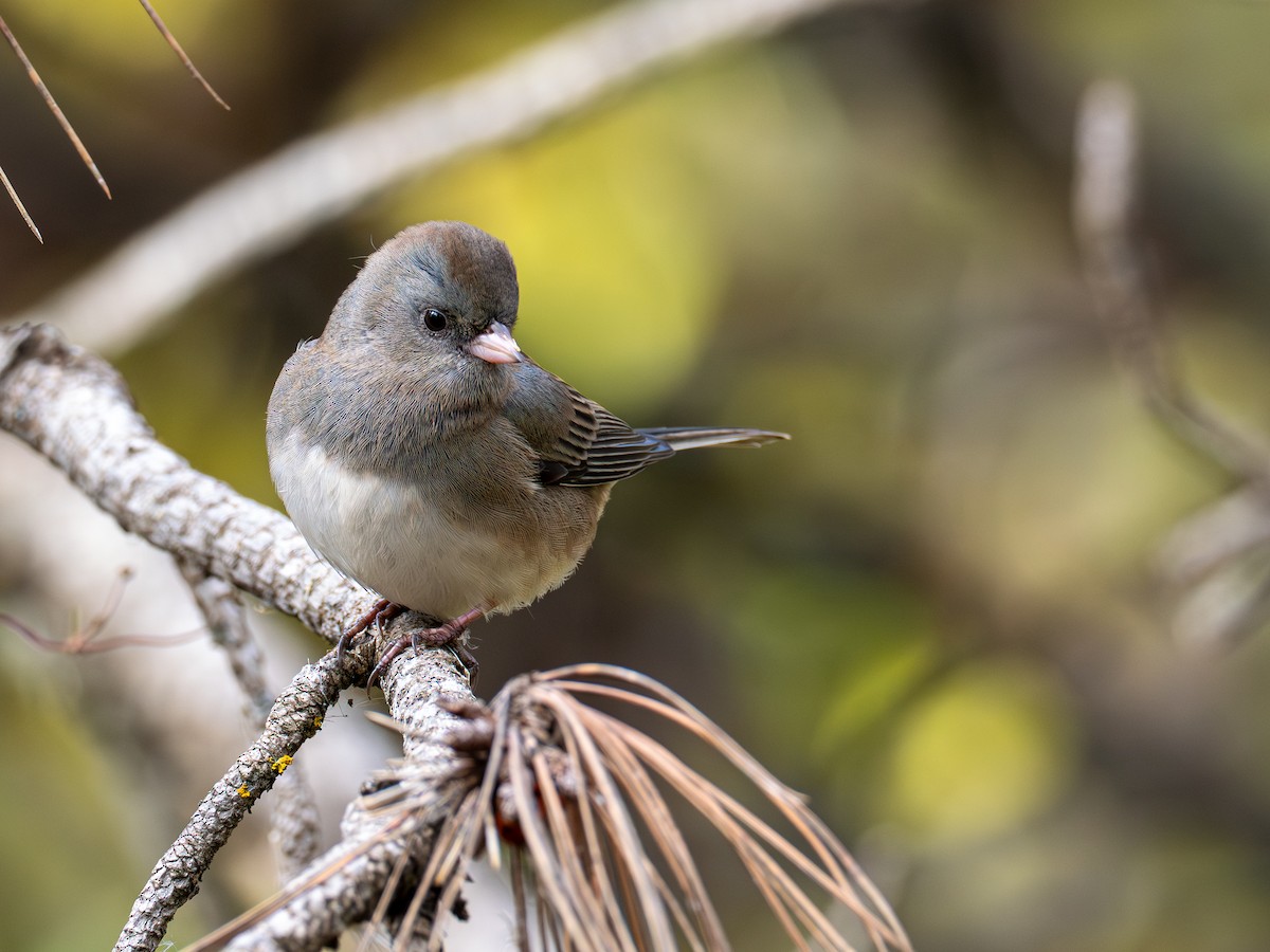 strnadec zimní - ML644279051