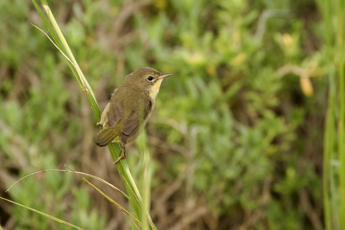 Common Yellowthroat - ML644279053