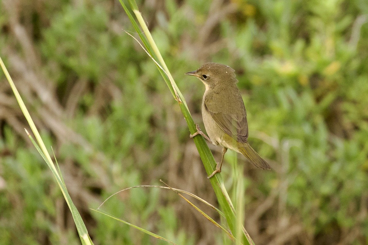 Common Yellowthroat - ML644279054