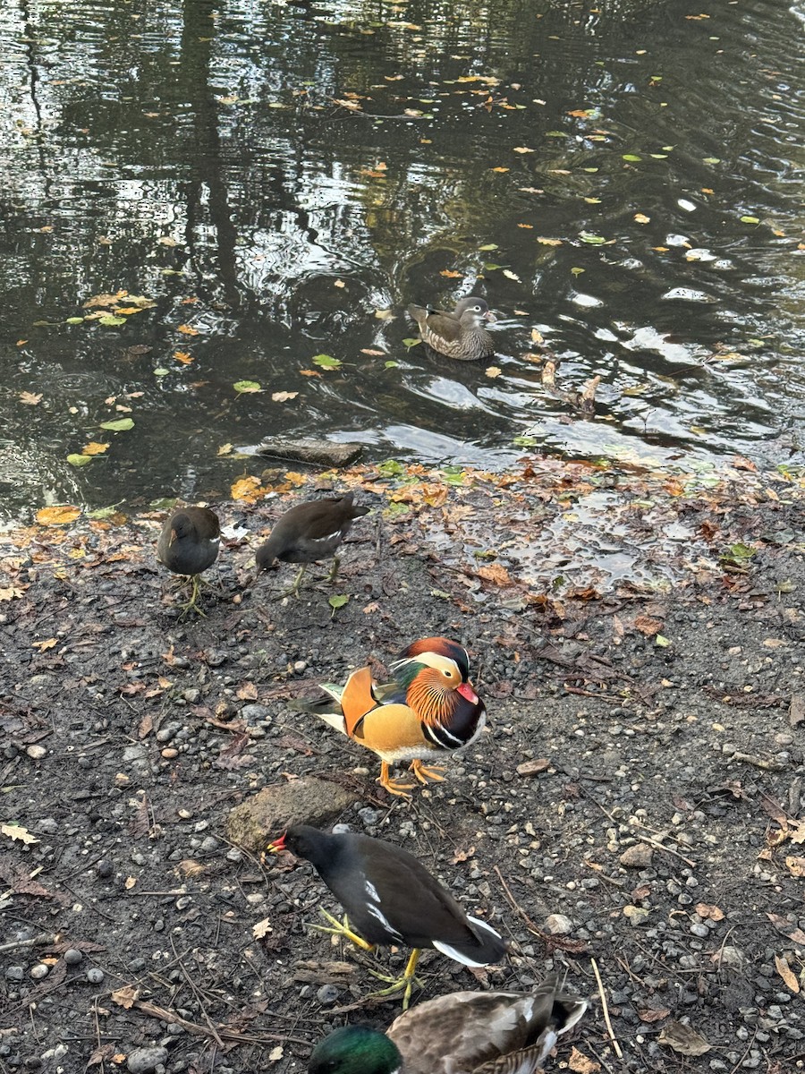 Mandarin-ahatea - ML644279058